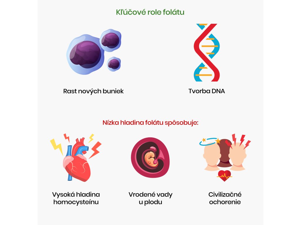 Kľúčove role Folátu infografika
