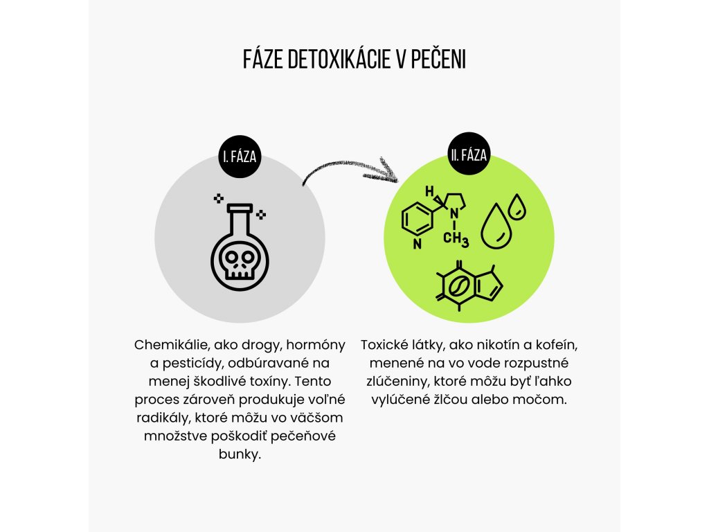 Fáza detoxikácie v pečeni