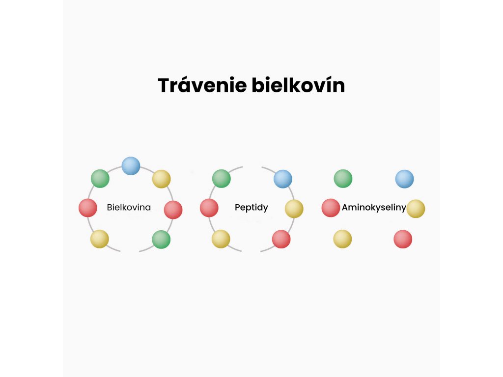 Trávenie bielkovín